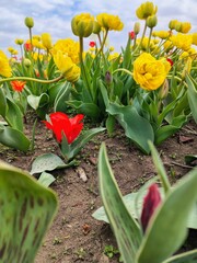 Sprintime tulip field. Floral background.