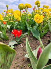 Sprintime tulip field. Floral background.