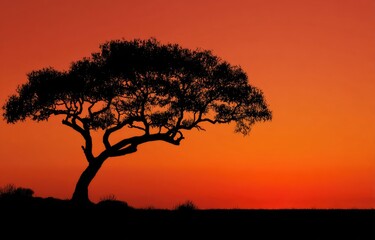 Fototapeta premium A silhouette of a sprawling tree against a fiery orange and red sunset