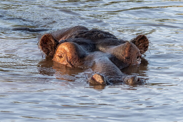 Fototapeta premium The hippopotamus, Hippopotamus amphibius, often shortened to hippo, close up