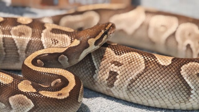 The Ball Python Snake (Python Regius).