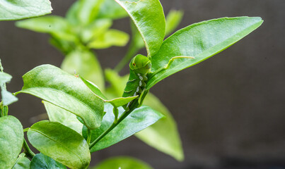 アゲハ蝶の幼虫