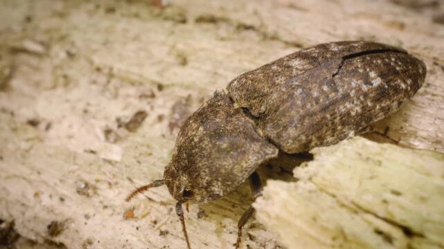 Close-up of the mottled dingy-brown click beetle (Agrypnus murinus) in its natural habitat