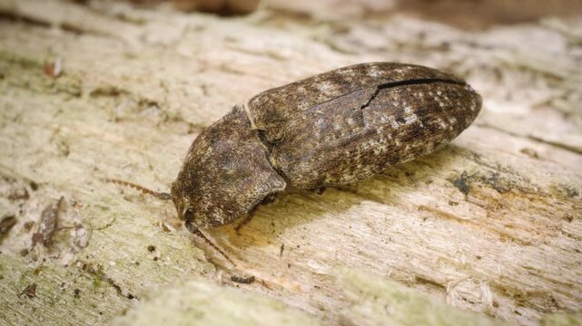 Static shot of the mottled dingy-brown click beetle (Agrypnus murinus) in its natural habitat