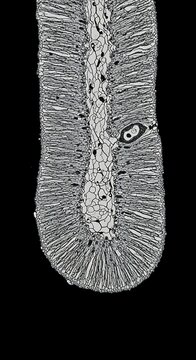 Microscopic Image of Intestinal Villi Structure.