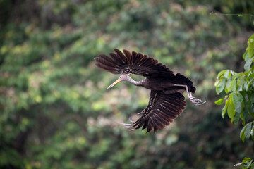 Obraz premium Limpkin (Aramus guarauna) in flight, Yasuni national park, Ecuador