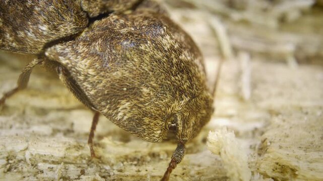 An extreme close-up of the mottled dingy-brown click beetle (Agrypnus murinus), a species of click beetle belonging to the family Elateridae, subfamily Agrypninae
