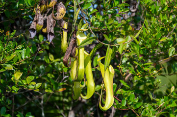 Tropical Pitcher Plants (Nepenthes) climbing on green foliage in the wild.