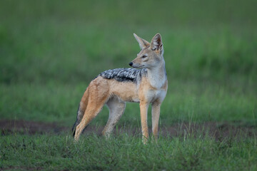 Fototapeta premium Black-backed jackal stands on grass looking back
