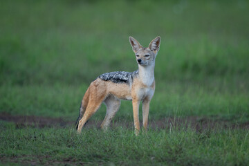 Fototapeta premium Black-backed jackal stands on grass turning head