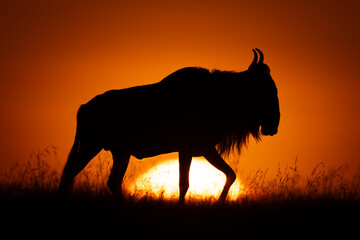 Blue wildebeest crossing horizon as sun rises