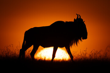 Blue wildebeest walks across skyline at sunrise