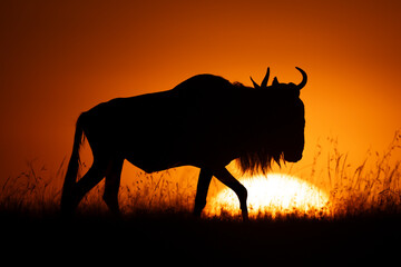 Blue wildebeest walks across horizon at dawn