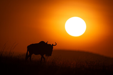 Blue wildebeest walks over savanna past sun
