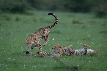 Cheetah cub jumping over siblings on grass © Nick Dale