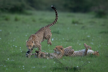 Cheetah cub jumps over siblings on grass © Nick Dale