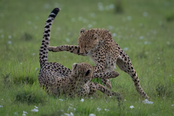Cheetah cub pounces on sibling lying down © Nick Dale