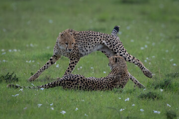 Cheetah cub jumps past sibling on grass © Nick Dale