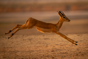 Young male impala jumps over sandy ground © Nick Dale