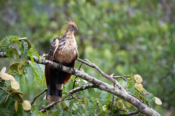 Perched Hoatzin (Opisthocomus hoazin), Yasuni national park, Ecuador