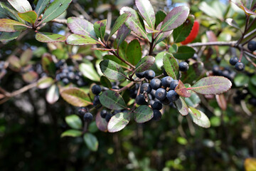 Sexton's bride tree and its black fruit, Rhaphiolepis umbellata