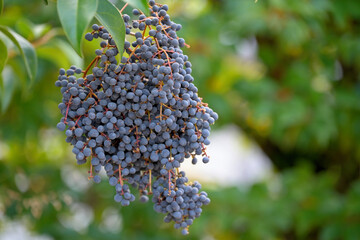 Black berries of the Glossy privet tree, Ligustrum lucidum