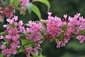 Pink flowers of the Weigela hortensis