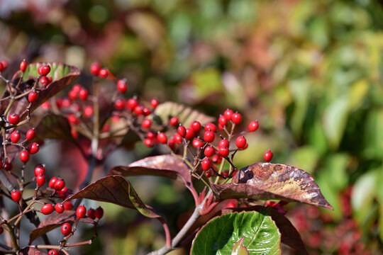 Red berries of the Japanese viburnum