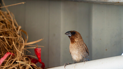 Small brown bird perched near offerings and temple structure