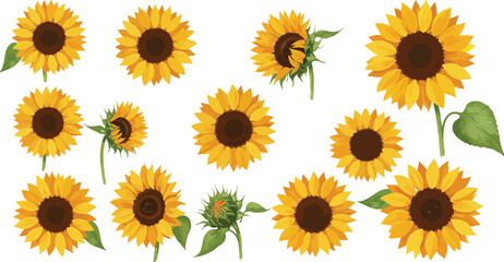 Collection of bright yellow sunflowers with green leaves on white background
