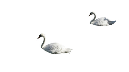 swans png  no background © Mari