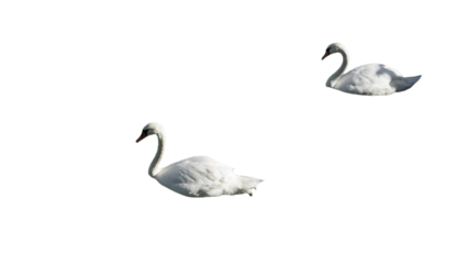 swans png  no background