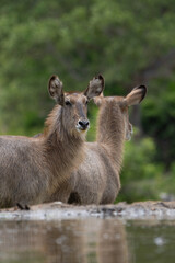 Obraz premium Low angle view of two waterbuck females standing in front of a waterhole, Greater Kruger. 