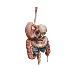 A detailed illustration of the human digestive system and organs