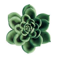 A close-up view of a vibrant green succulent plant on a white background