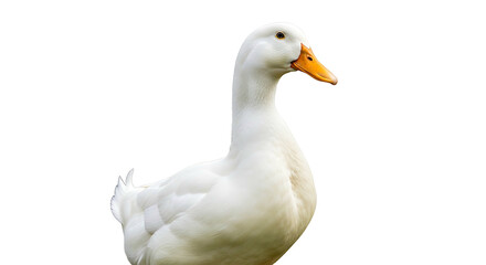 Closeup of a majestic white duck with an orange beak standing gracefully against a pristine white background showcasing its elegant profile and smooth feathers.