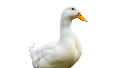 Closeup of a majestic white duck with an orange beak standing gracefully against a pristine white background showcasing its elegant profile and smooth feathers.
