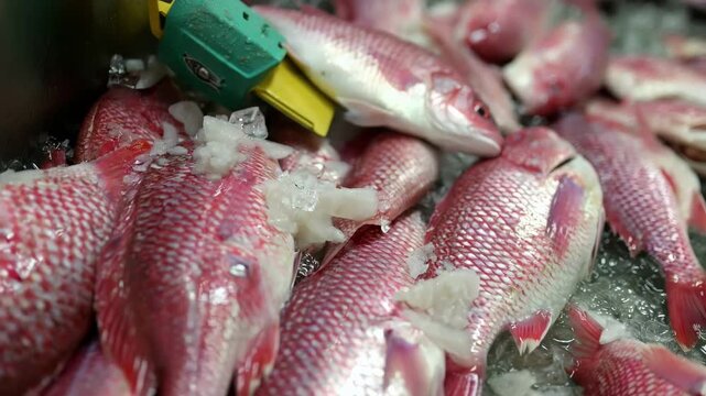 Experienced staff operating an electric filleting tool to efficiently separate fish fillets from the bone showcasing modern technology in seafood processing for faster production.