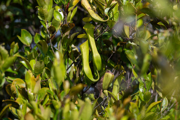 Tropical Pitcher Plants (Nepenthes) climbing on green foliage in the wild.