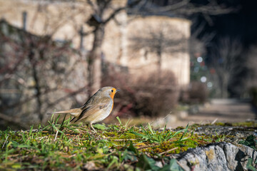 European robin standing on a moss-covered stone wall with a church in the background