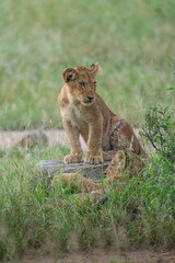 A little lion cub sitting on a fallen tree in the green grass, Kruger Park. 