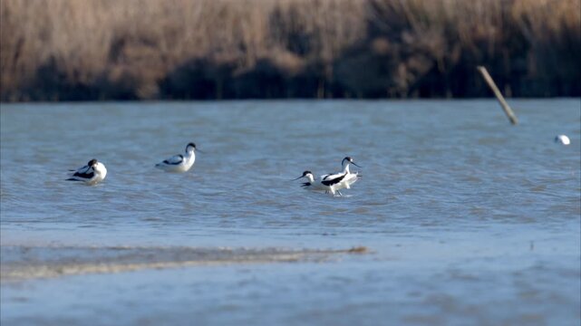 A group of Pied Avocets resting in shallow water