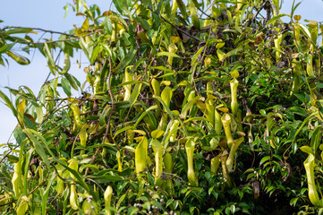 Tropical Pitcher Plants (Nepenthes) climbing on green foliage in the wild.