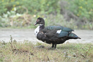 MUSCOVY DUCK