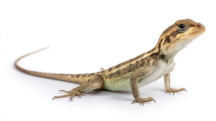 Obraz premium Small Lizard on a White Background