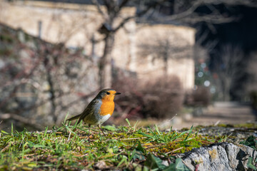 European robin standing on a moss-covered stone wall with a church in the background