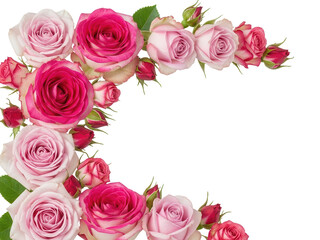Lush garden rose corner border featuring gradient pink petals and buds isolated on white background.png