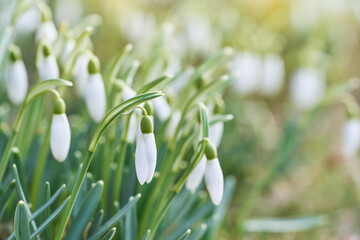 Fototapeta premium Beautiful snowdrops blooming in the garden during spring. Natural, sunny, bright background. 