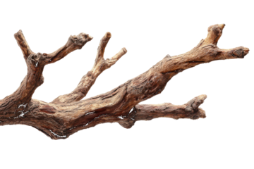 Gnarled Dead Tree Branch with Textured Bark gnarled wood dry wood