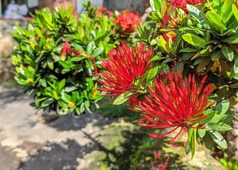 Red Asoka flowers (Ixora coccinea) blooming beautifully in a tropical garden. These ornamental jungle geraniums feature clusters of bright scarlet petals against a lush green foliage background